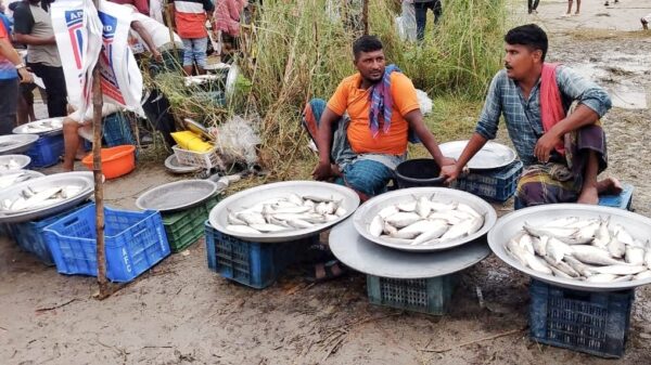 নিষেধাজ্ঞা অমান্য করে পদ্মায় ইলিশ শিকার, নদীপাড়ে জমজমাট ইলিশের হাট