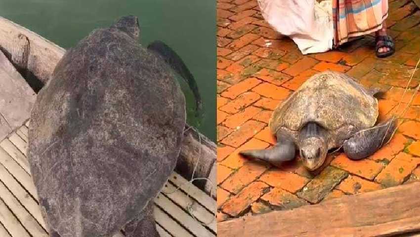 শিবচরে ৩২ কেজির বিরল সামুদ্রিক কচ্ছপ উদ্ধার, পদ্মায় অবমুক্ত